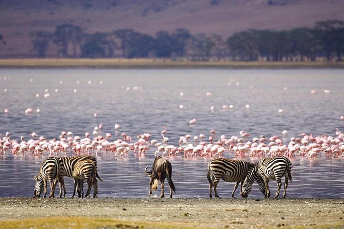 um grupo de zebras e pássaros parados na água