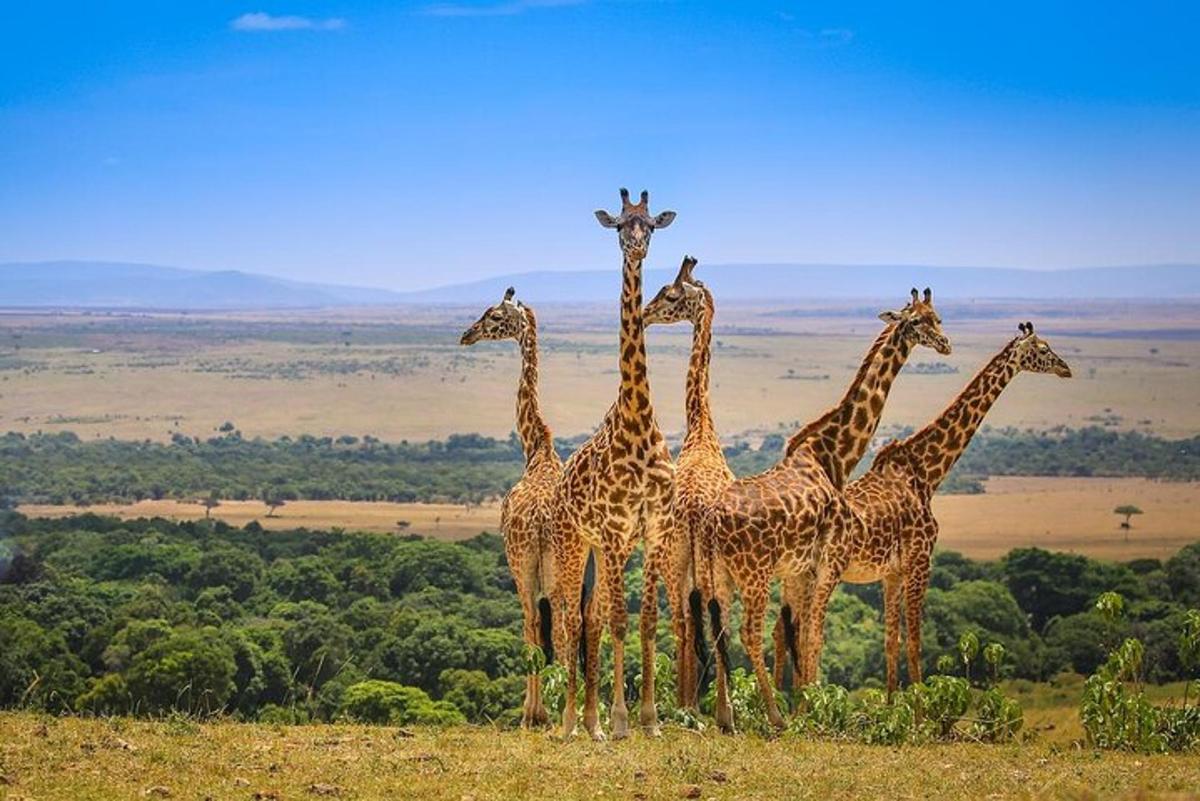um grupo de girafas em pé em um campo