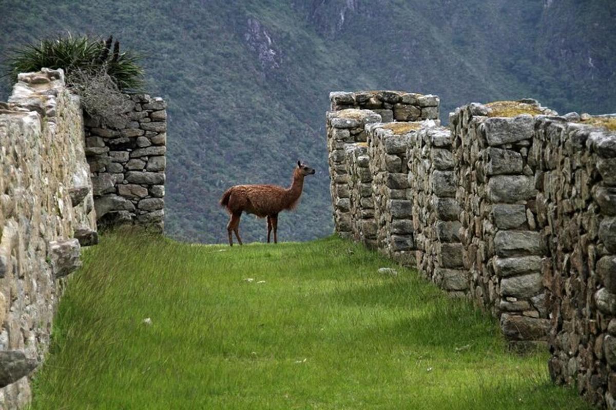 un lama in piedi accanto a un muro di pietra