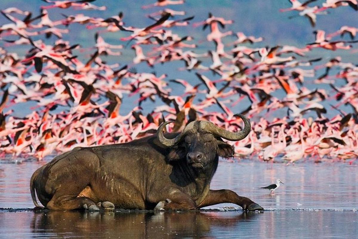 um búfalo deitado na água com um bando de flamingos