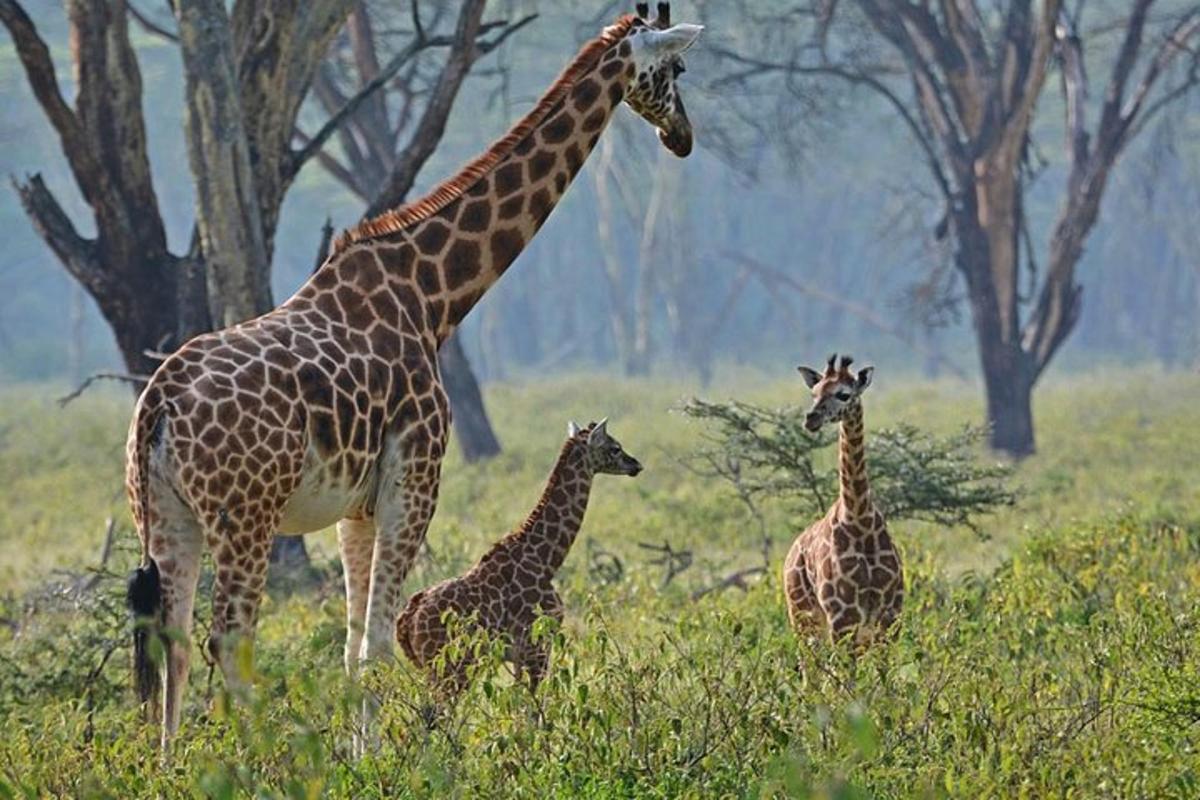 uma girafa e dois filhotes de girafa em um campo