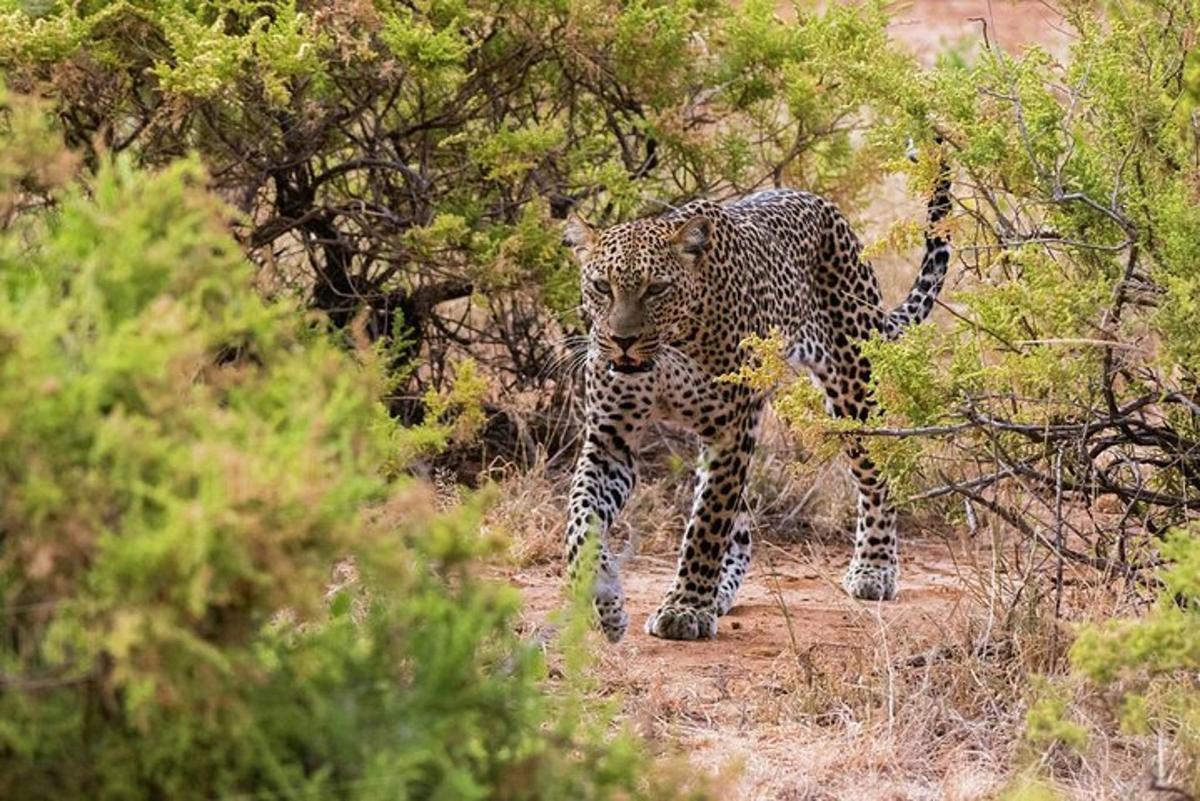 leopard kráčející po cestě v lese