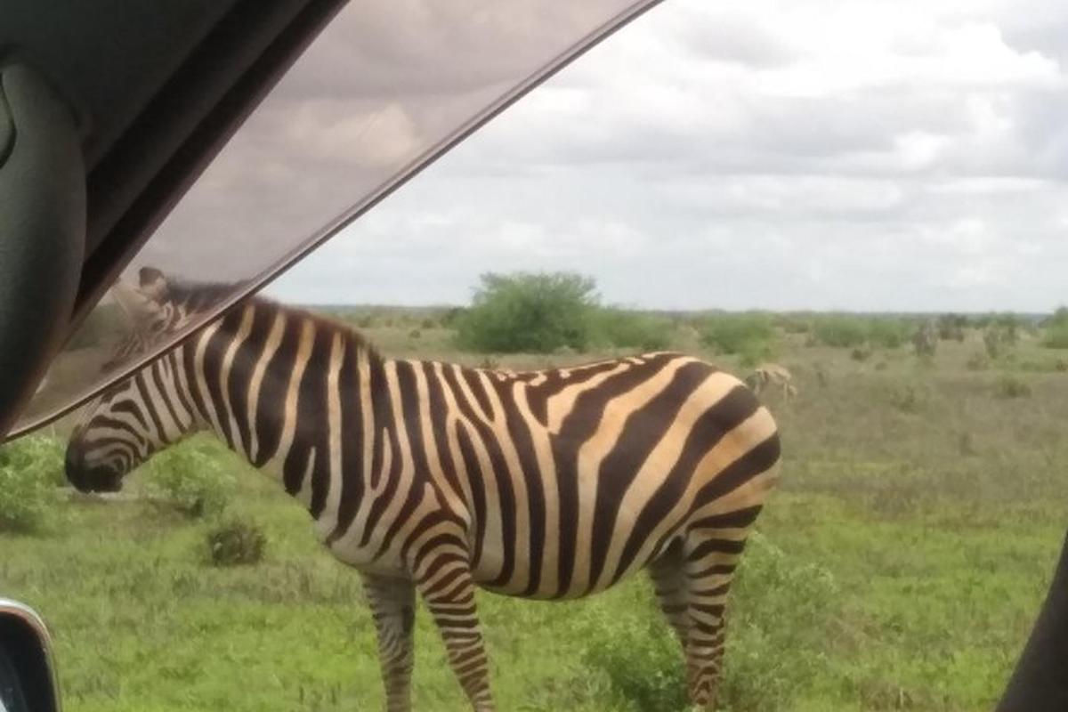 zebra vyhlížející z okna auta