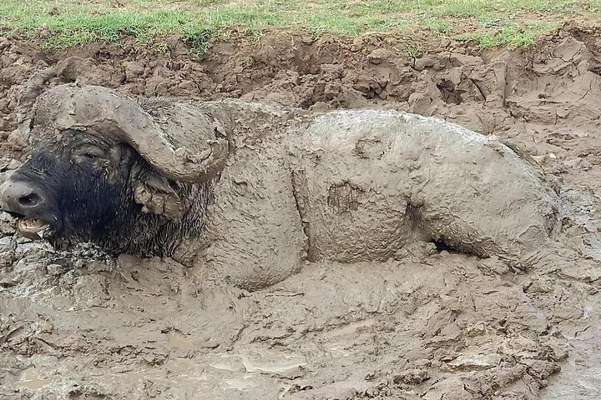 un animal hecho de barro en un campo