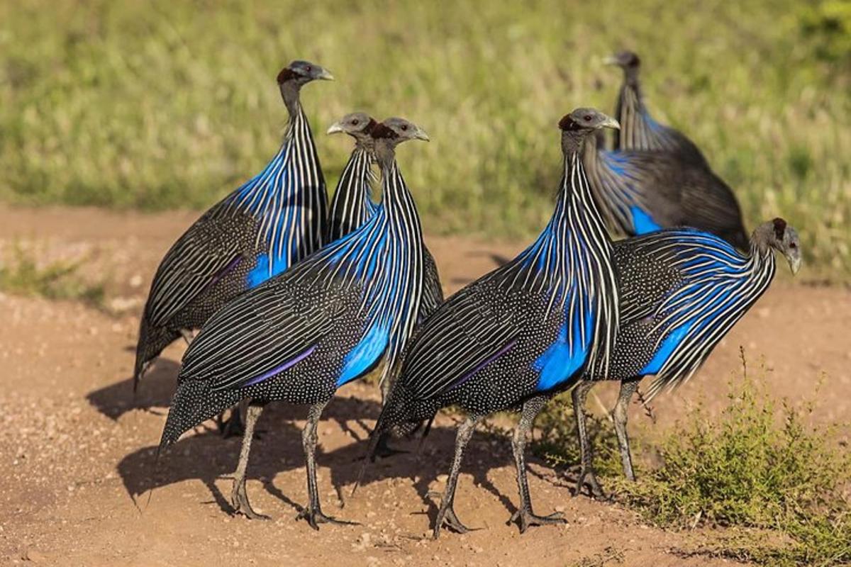 a group of birds standing in the dirt