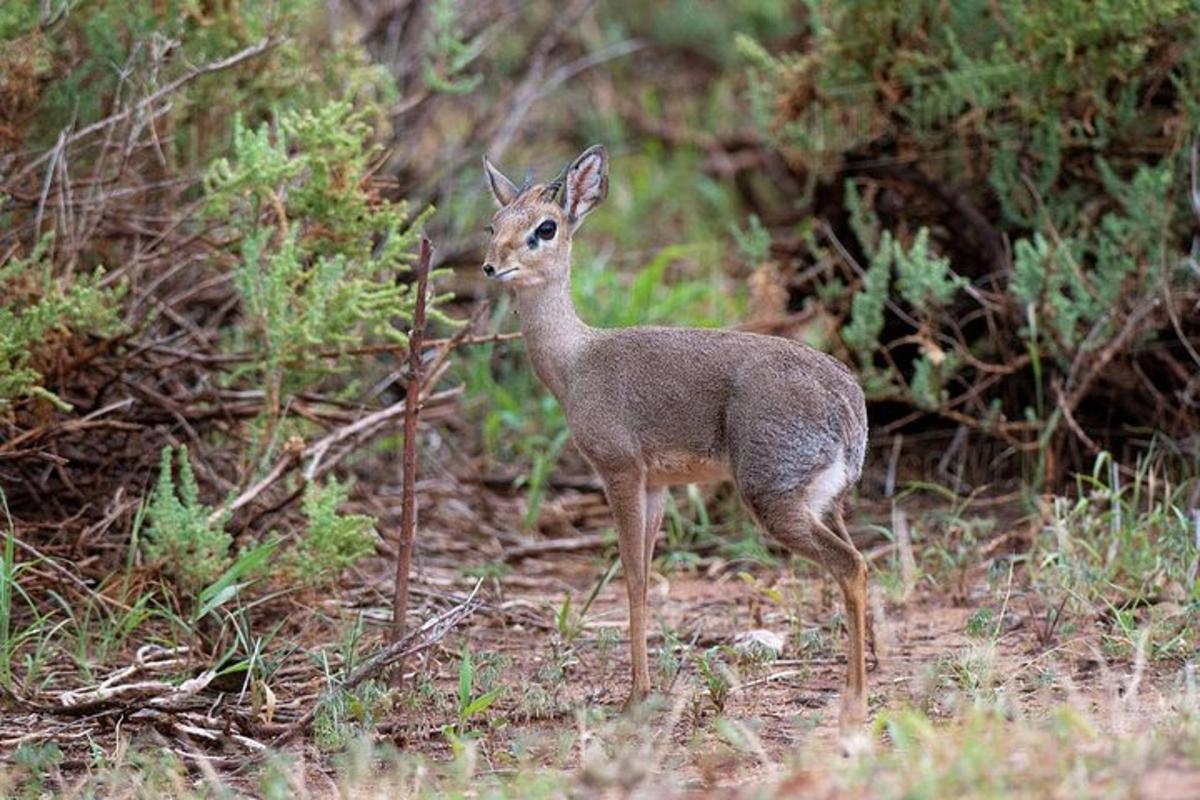 a baby deer is standing in a field