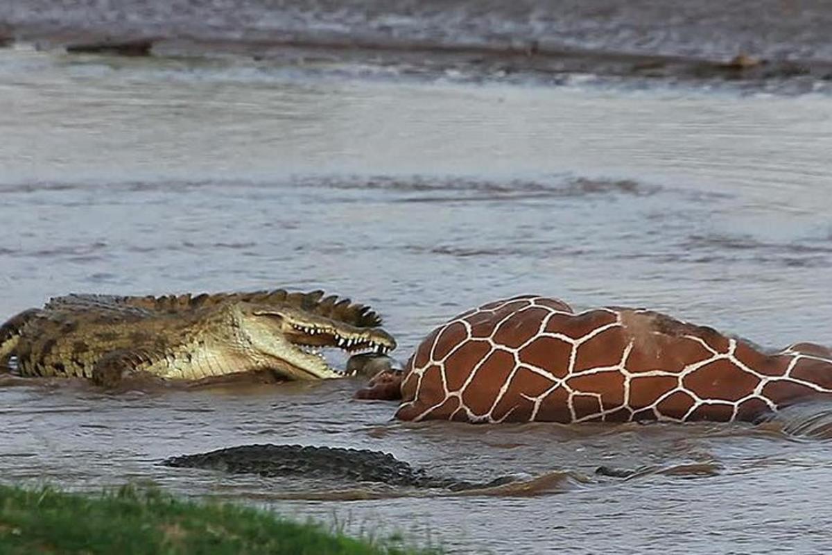 a crocodile and a giraffe in the water