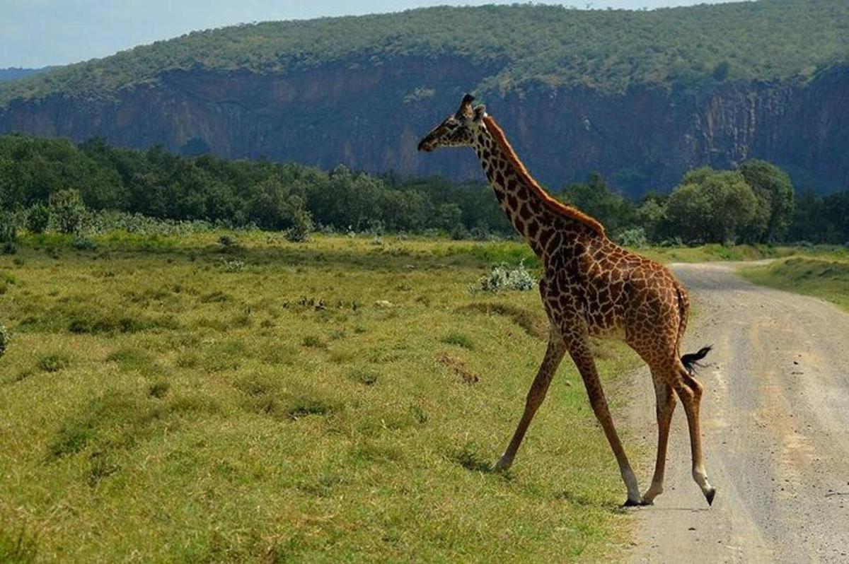 una jirafa cruzando un camino de tierra en un campo