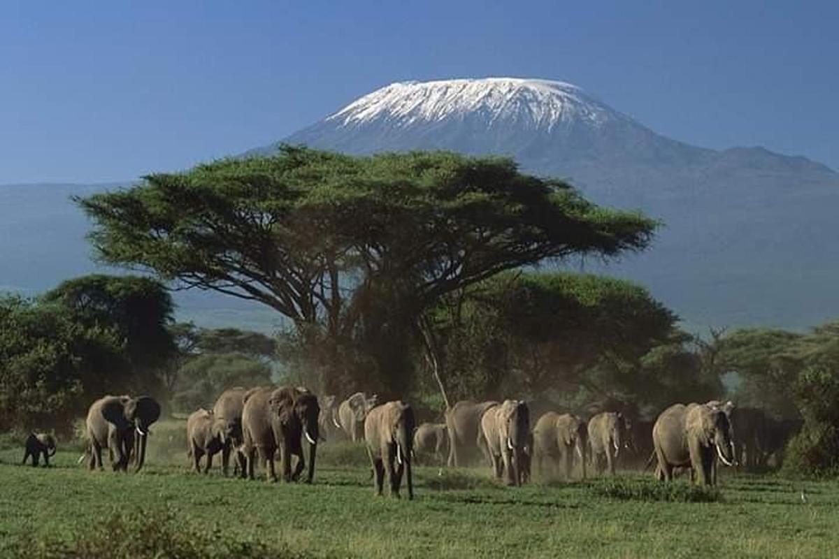 un ramat d'elefants en un camp amb una muntanya al fons
