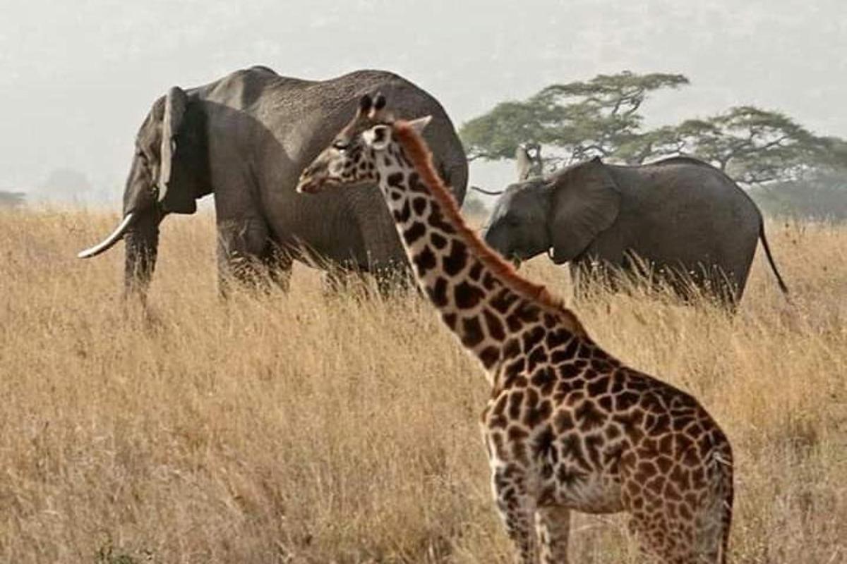una girafa i un elefant en un camp