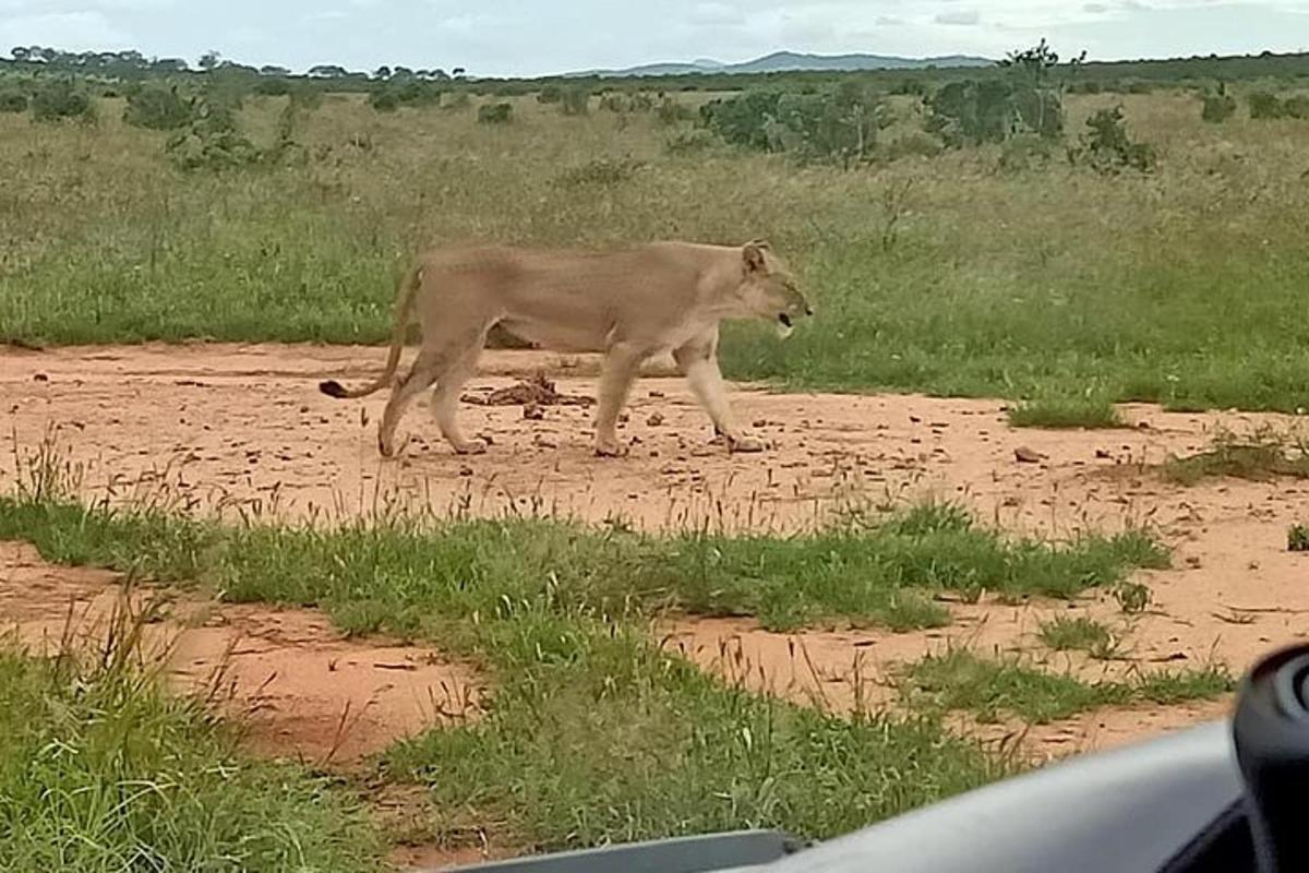 un lleó caminant per un camí de terra en un camp