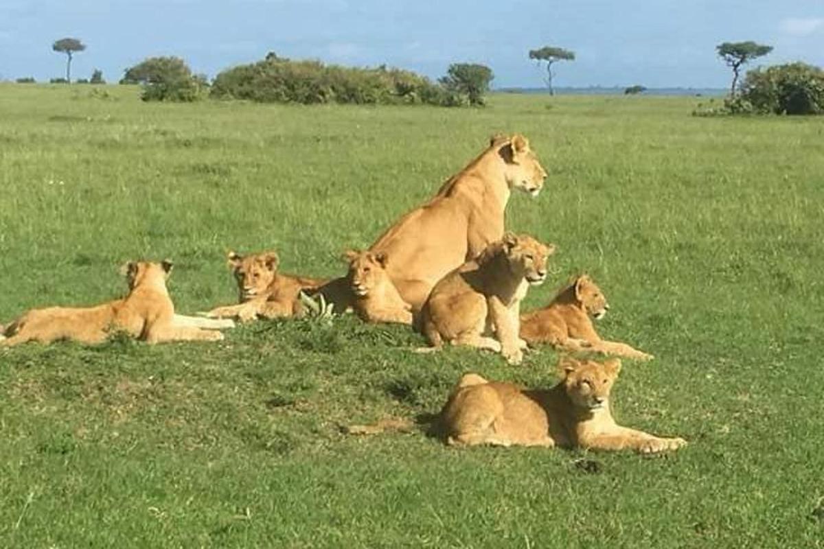 un grup de lleons estirats a l'herba