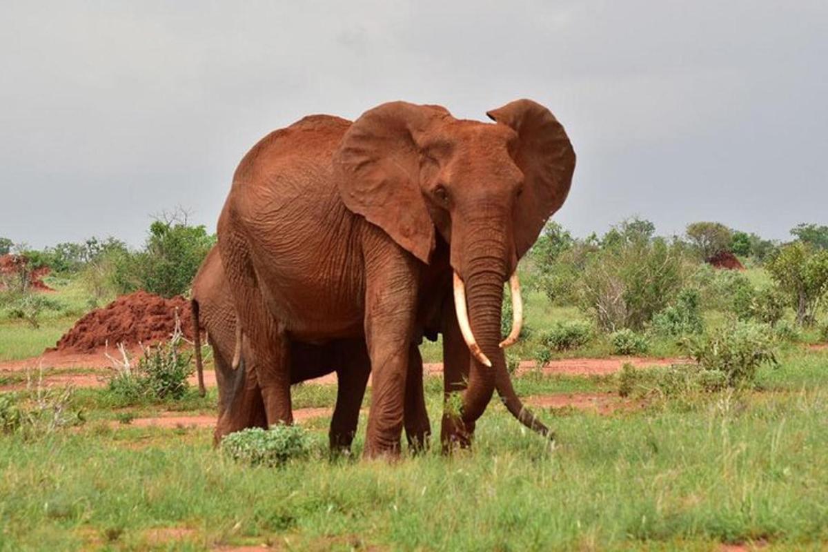 un elefante in piedi in un campo d'erba