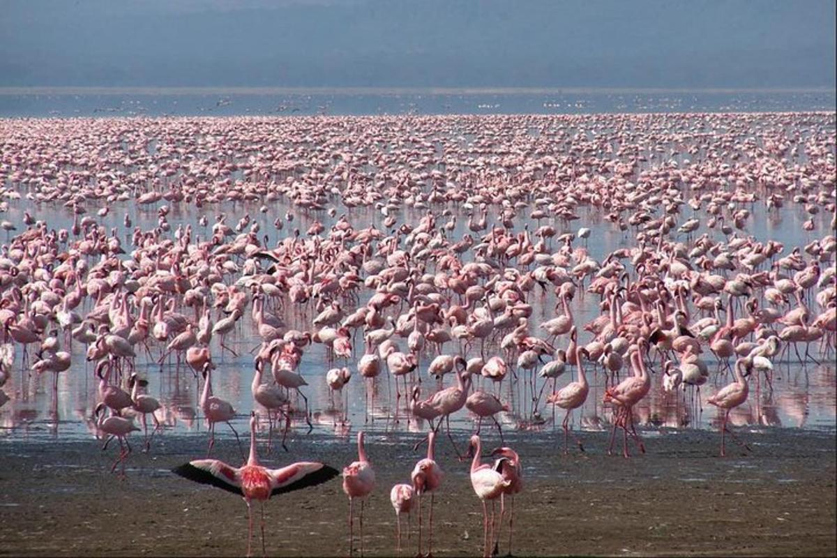 egy nagy rózsaszín flamingócsapat áll a vízben