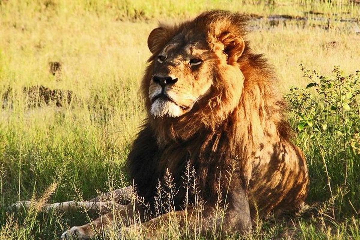 un leone sdraiato sull'erba in un campo