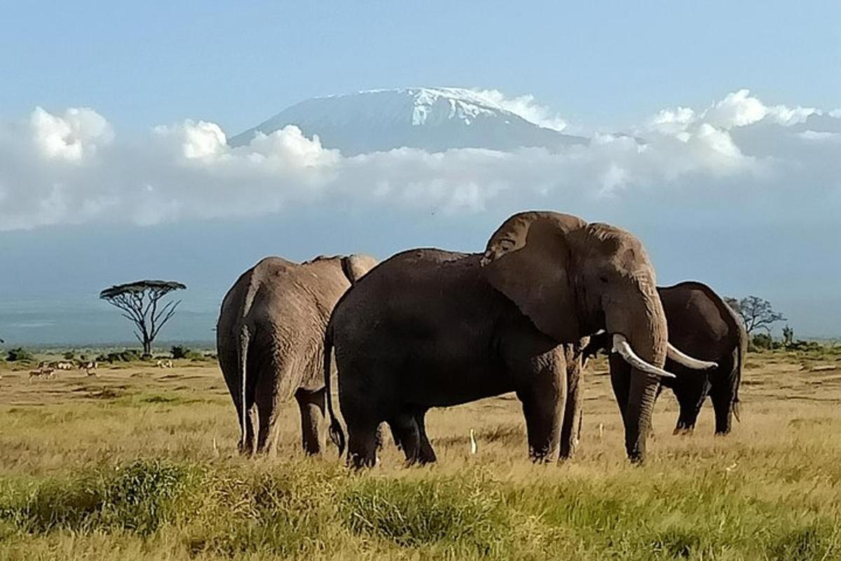 três elefantes em pé em um campo com uma montanha ao fundo