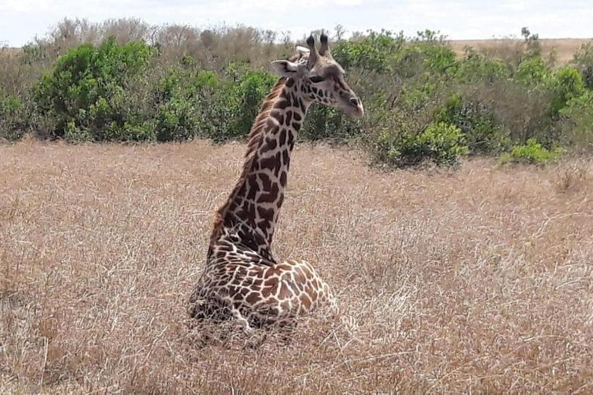 una giraffa seduta in un campo di erba alta