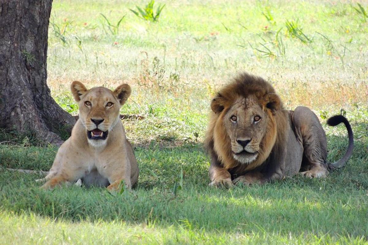 two lions laying in the grass next to a tree