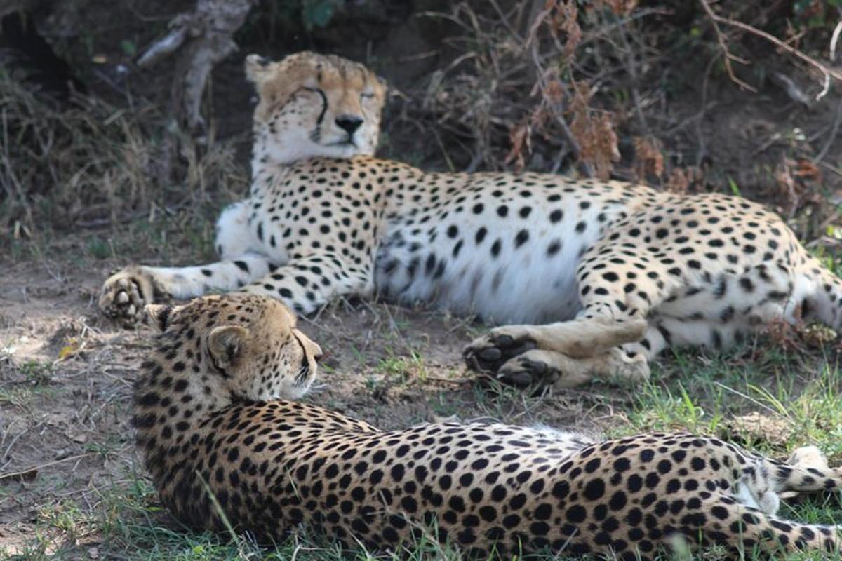dua cheetah berbaring di tanah di rerumputan