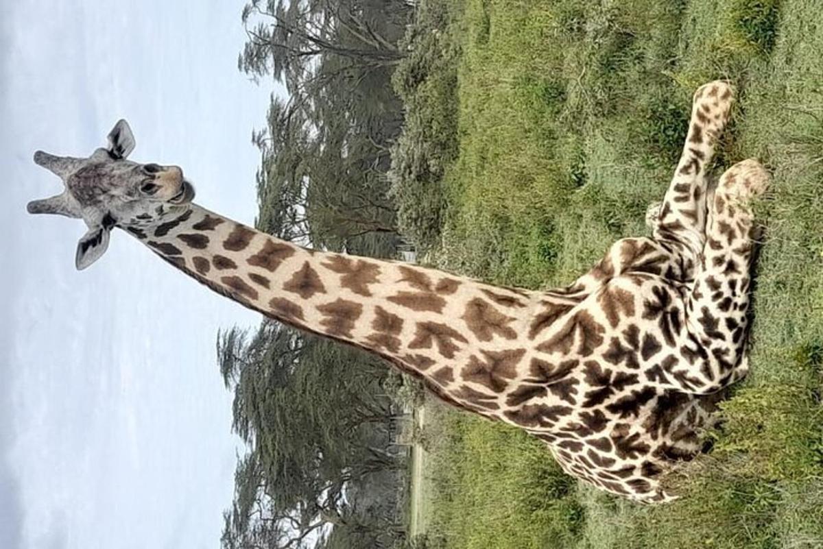 uma girafa parada ao lado de uma árvore com sua língua