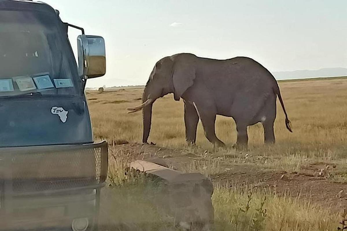 en elefant går på en mark ved siden af et køretøj
