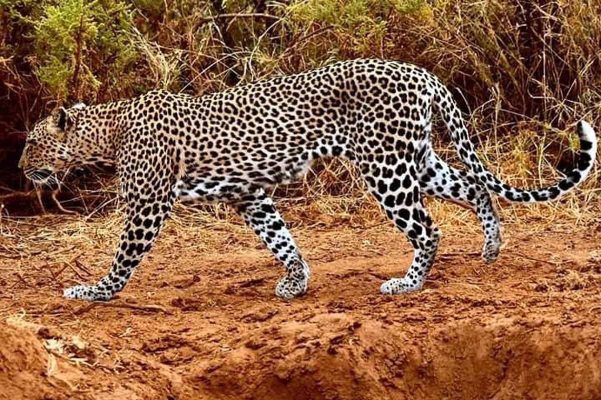 en leopard, der går på en grusmark