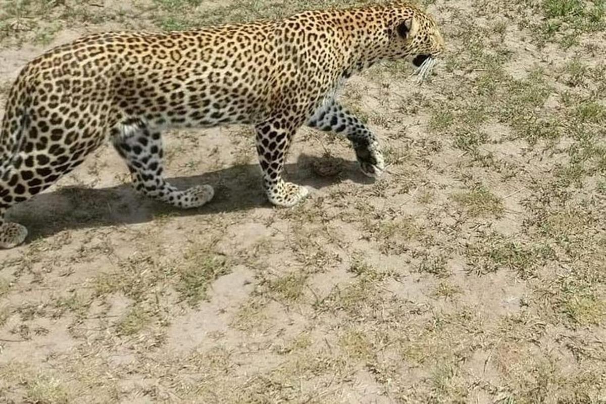 egy leopárd sétál a földön a porban