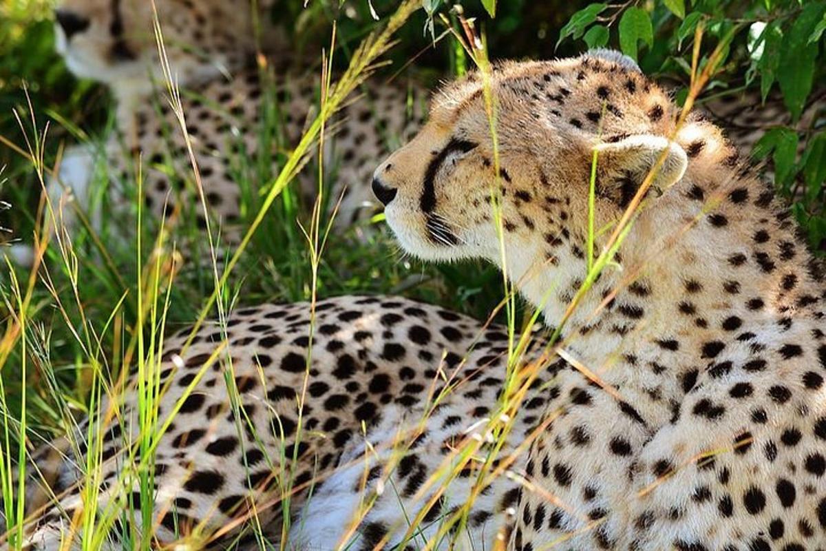 un ghepard stând în iarba înaltă