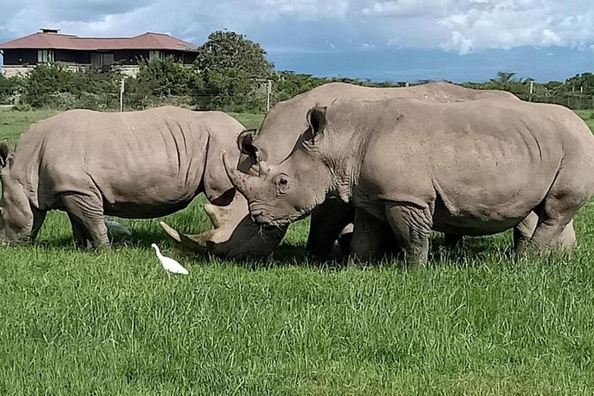 a group of three rhinos standing in a field