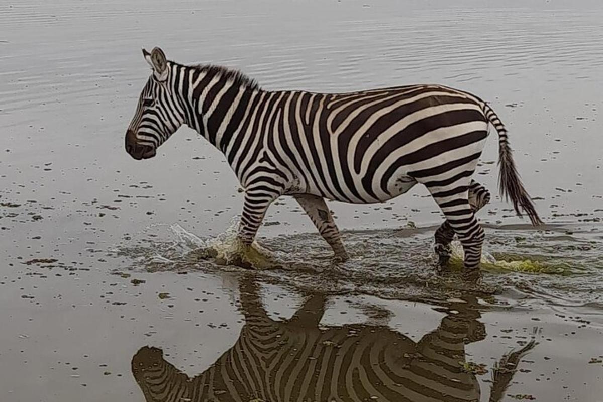 uma zebra caminhando na água com seu reflexo
