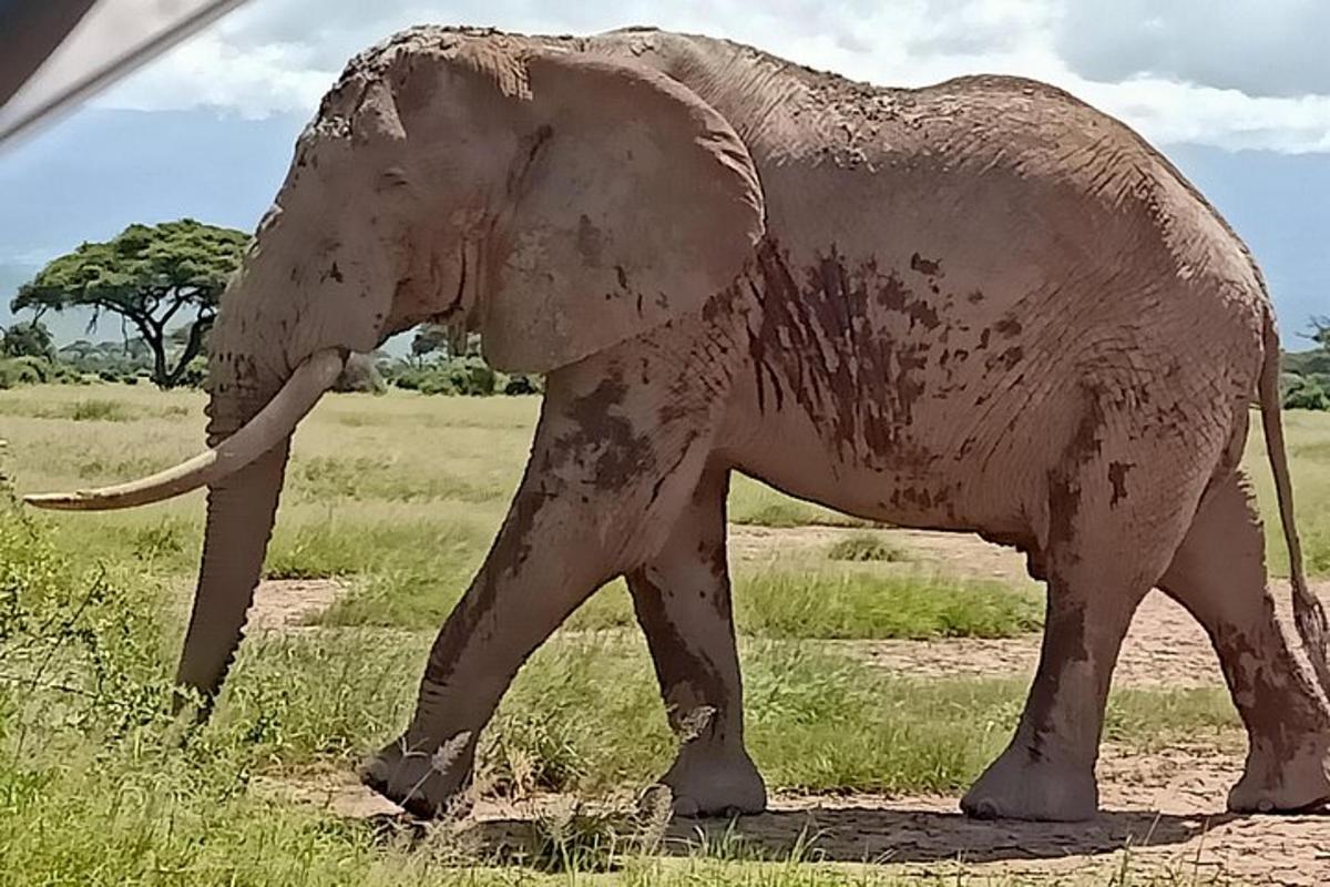 an elephant walking in a field of grass