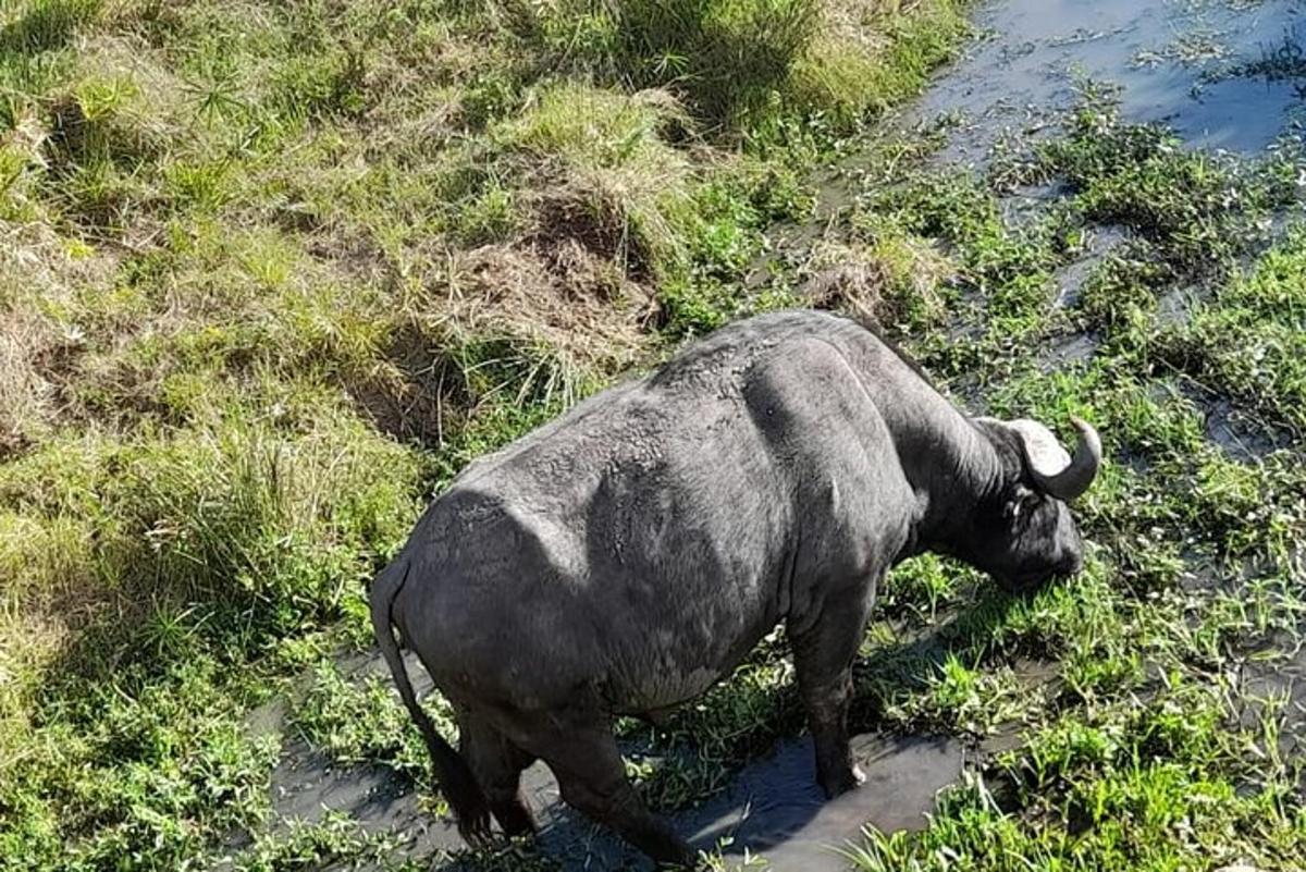 kalabaw na naglalakad sa damuhan malapit sa tubig