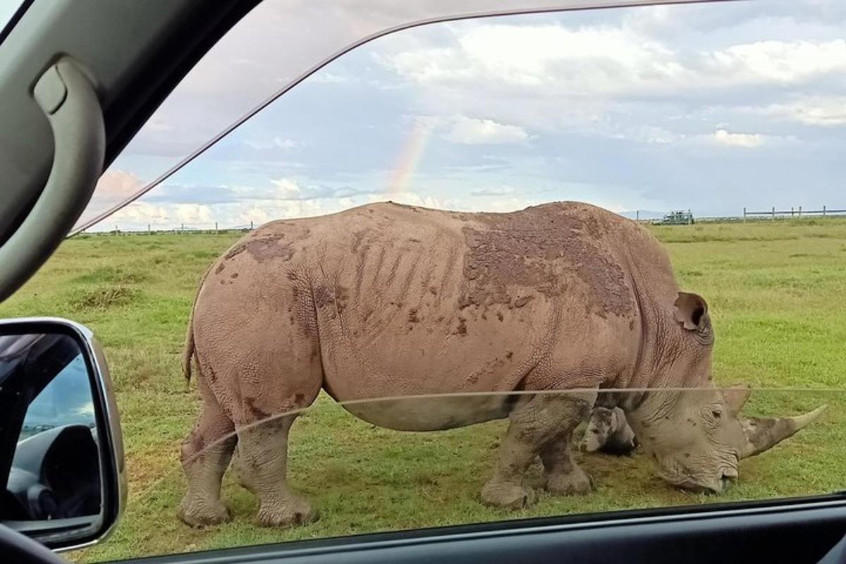 a rhino standing in a field next to a car