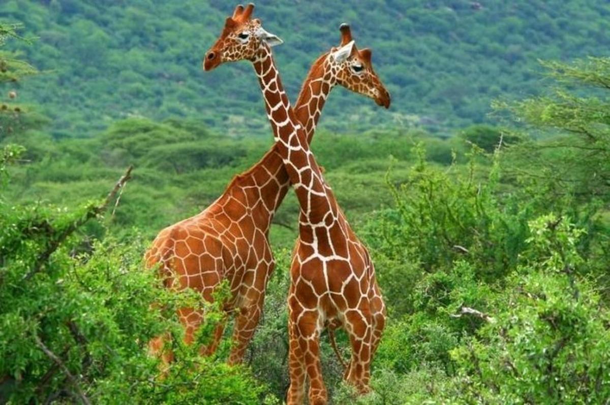 due giraffe in piedi una accanto all'altra in un campo