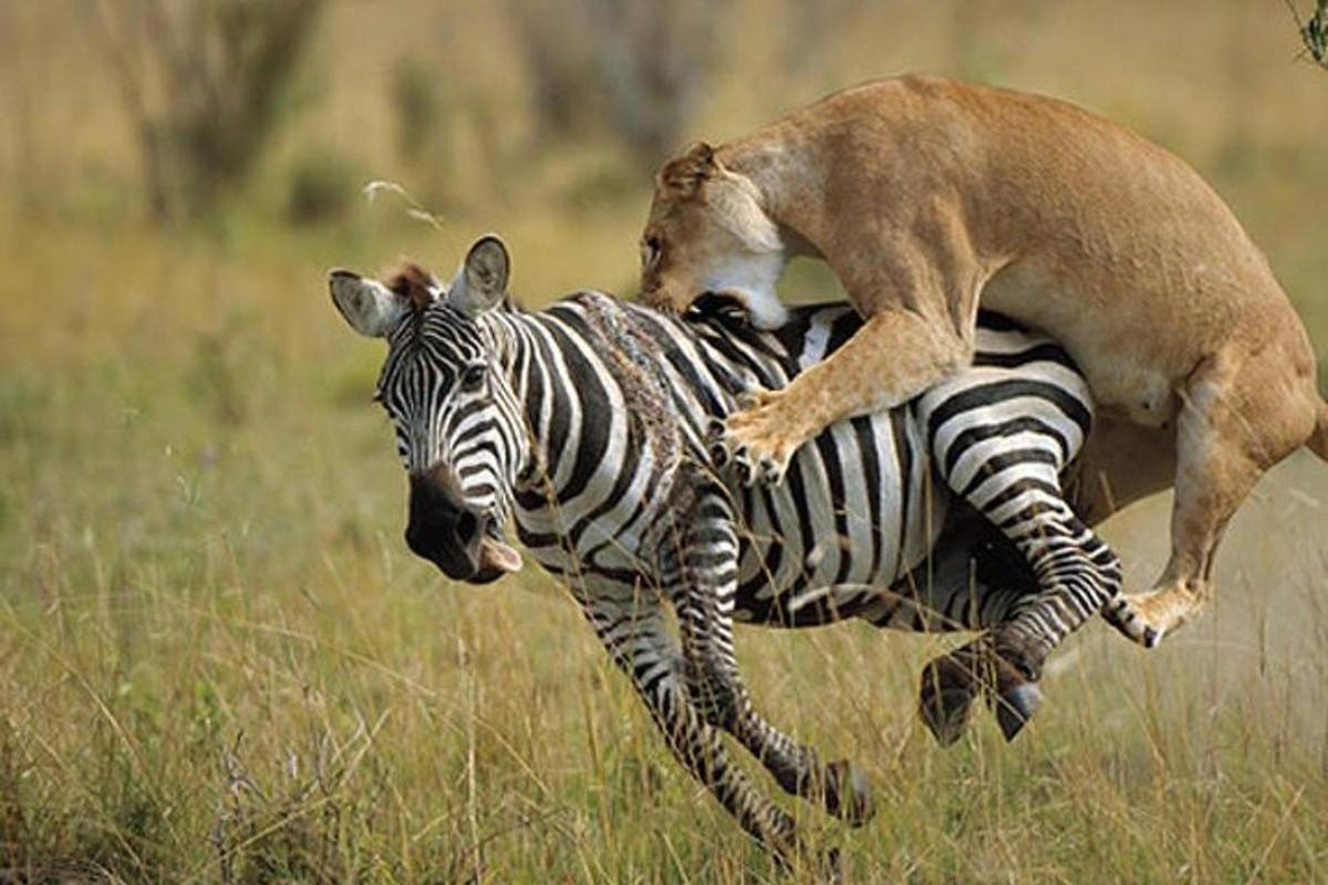 una iena che cavalca sul dorso di una zebra