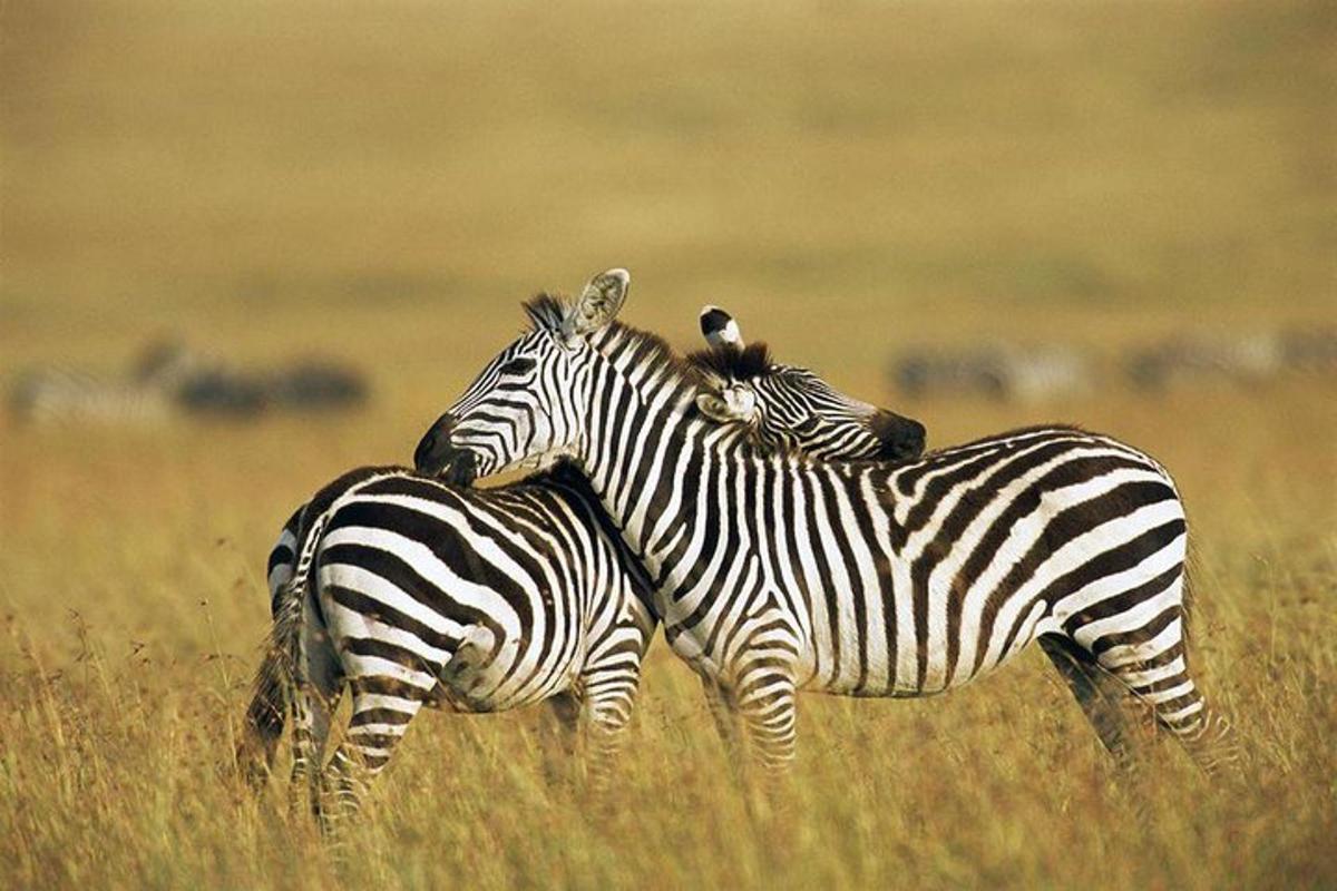 due zebre in piedi una accanto all'altra in un campo