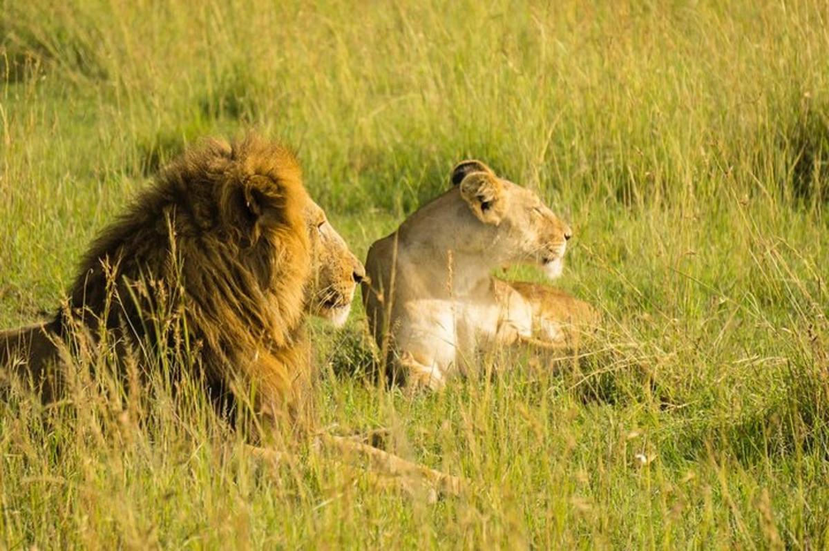 due leoni sdraiati sull'erba in un campo