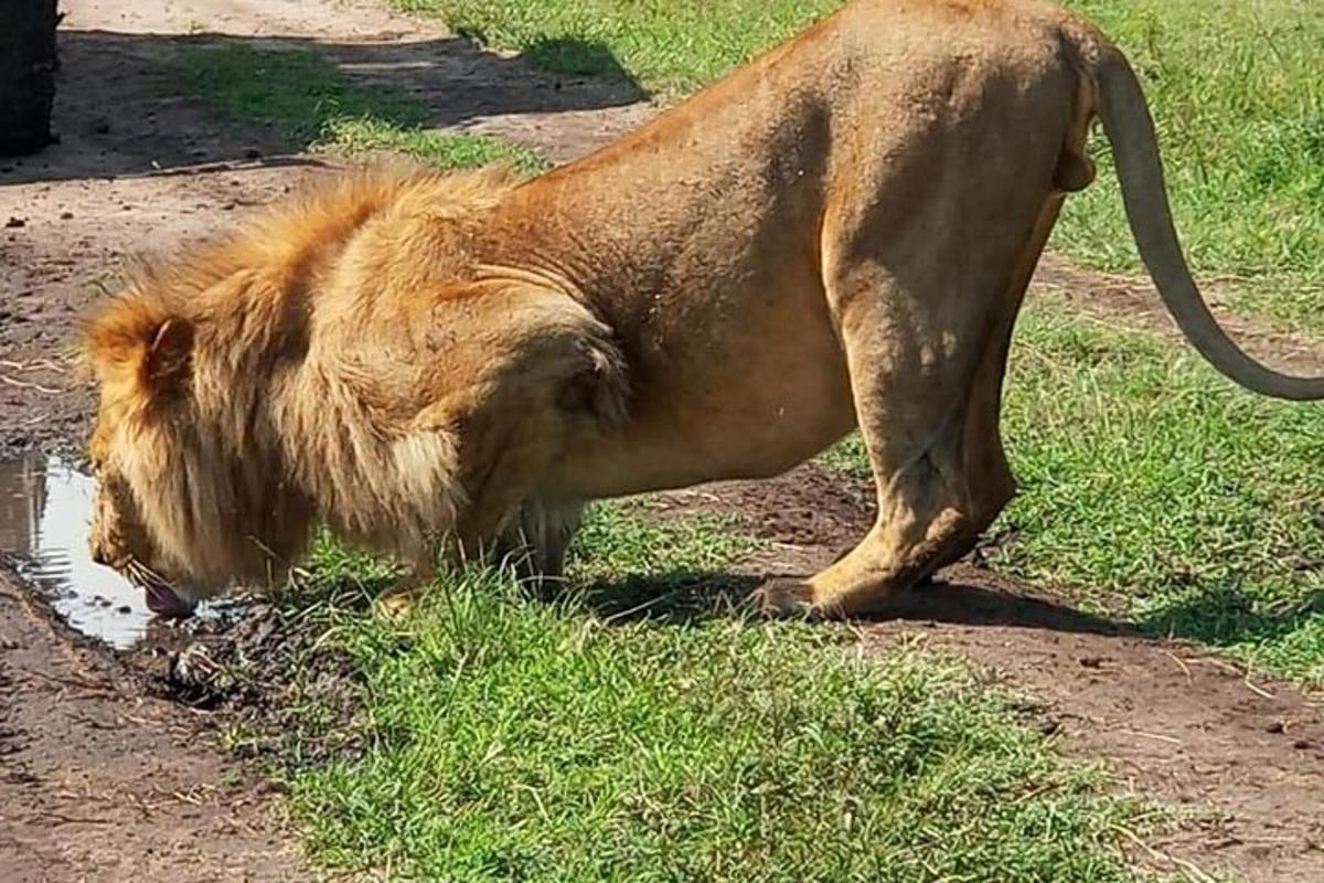 lõvi joob vett rohu sees olevast lombist