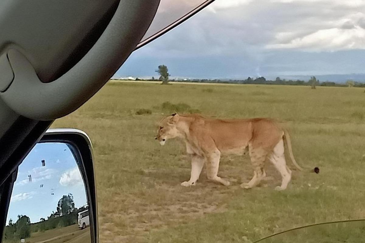 車の横の野原を歩くライオン