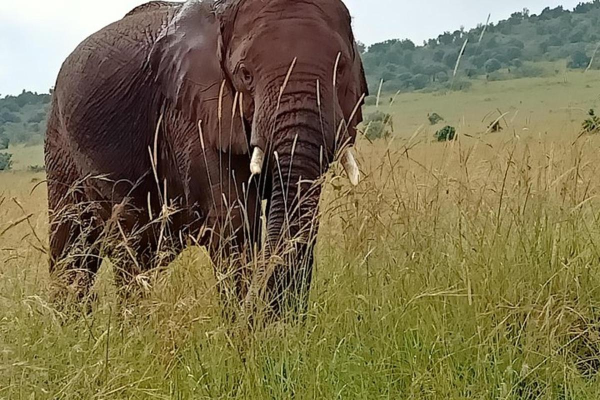 Un elefante parado en un campo de hierba alta