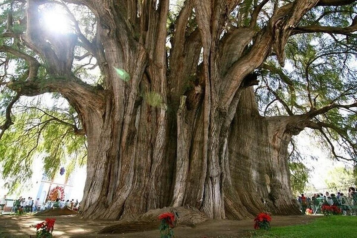 un grande albero con persone in piedi attorno ad esso