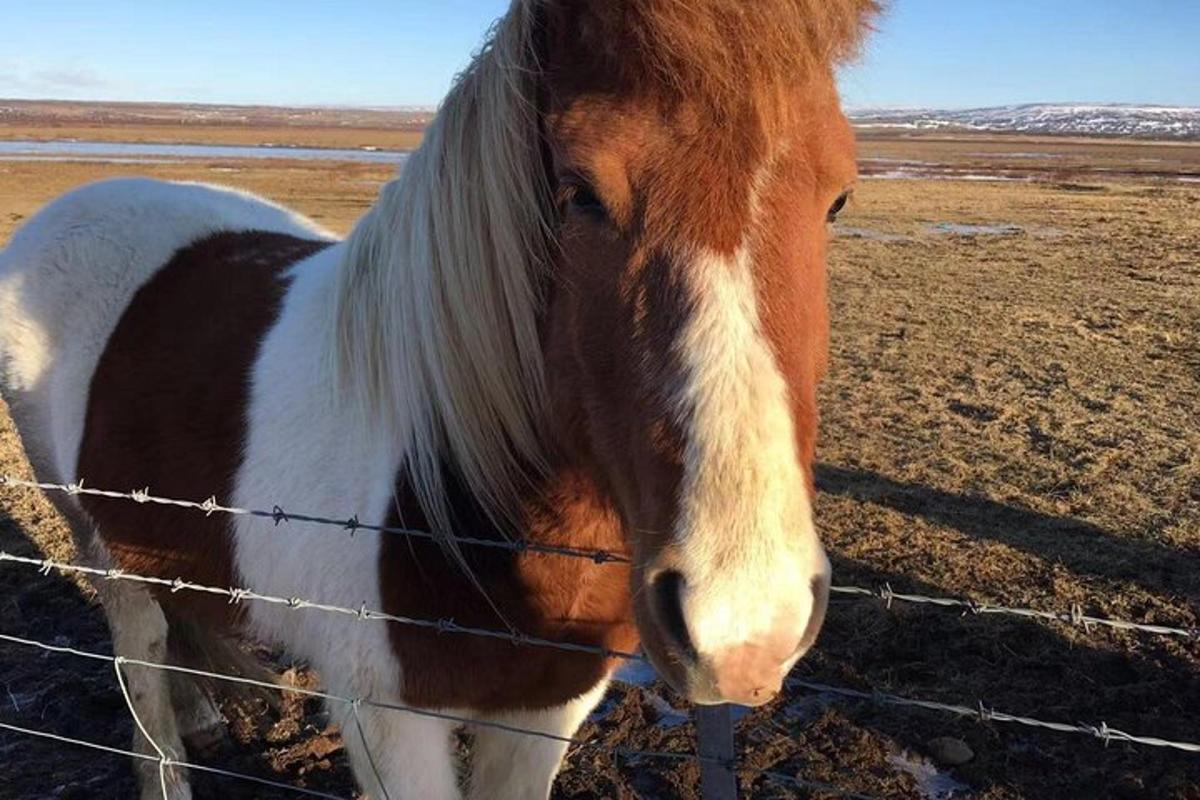 um cavalo marrom e branco parado atrás de uma cerca de arame farpado