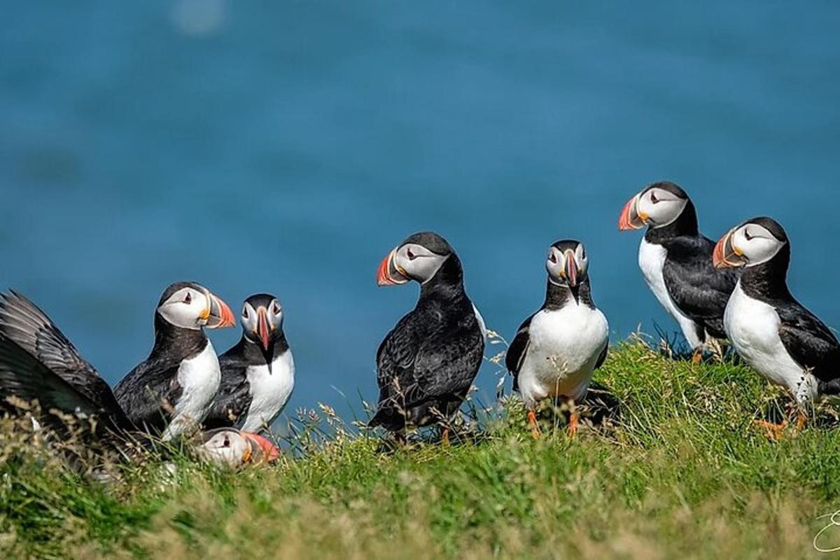 um grupo de pássaros pretos e brancos sentados na grama