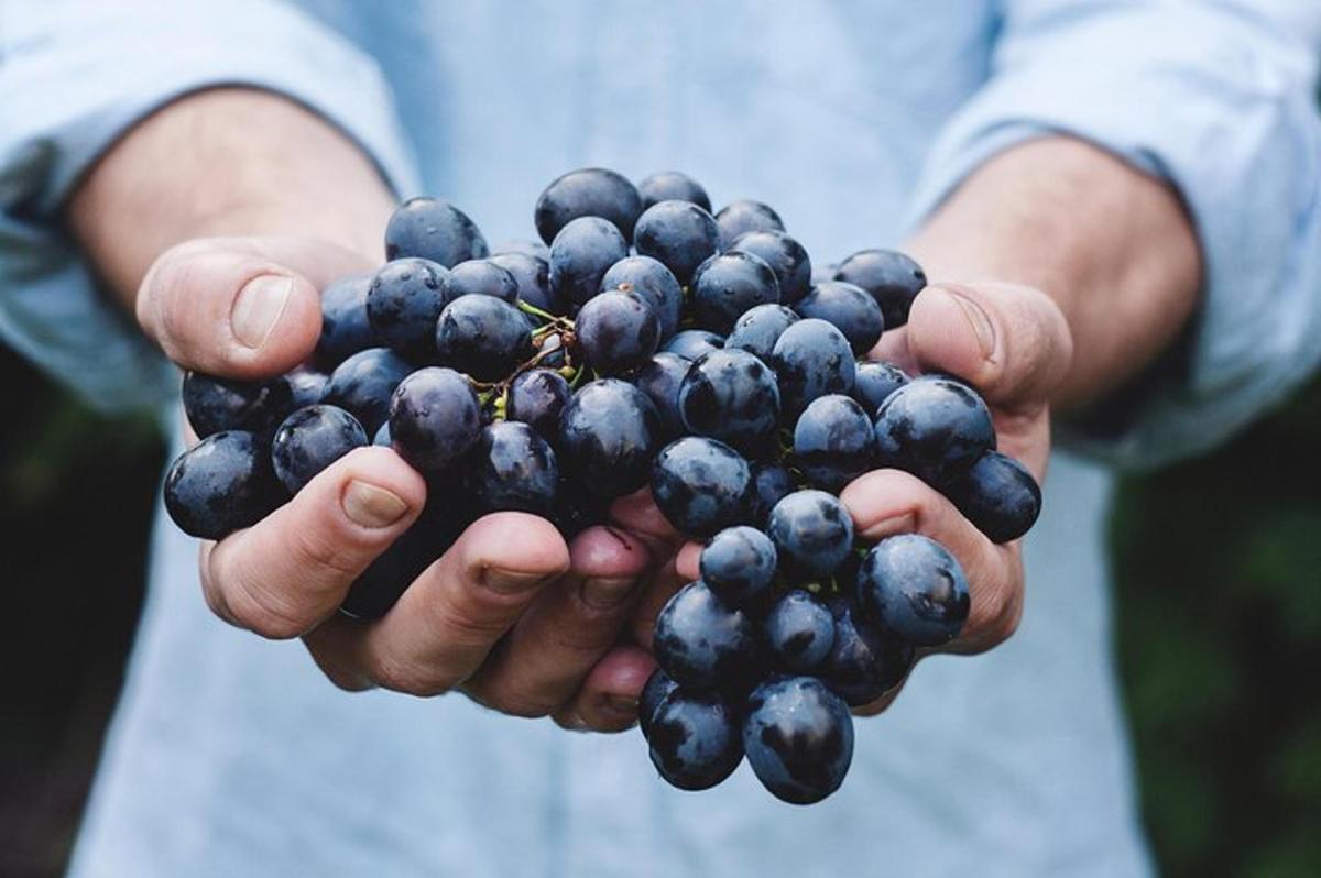 uma pessoa segurando um cacho de uvas pretas