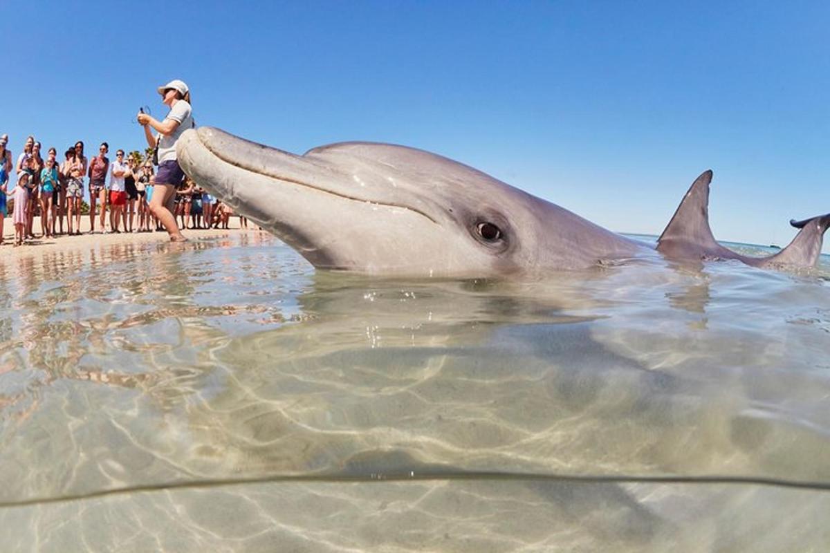 ein Delphin im Wasser neben einer Menschenmenge