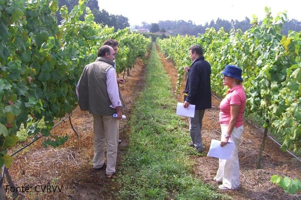 sekelompok orang berdiri di kebun anggur