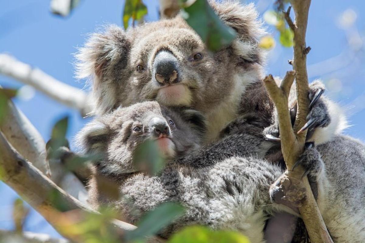 koala oma poegadega puu otsas