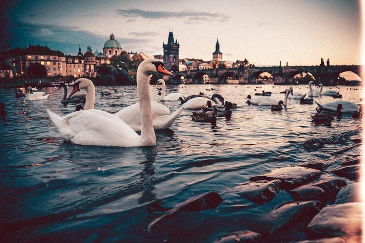 isang grupo ng mga swans na lumalangoy sa tubig malapit sa isang lungsod