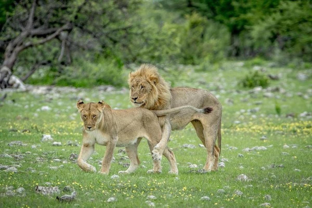 two lions standing in a field of grass