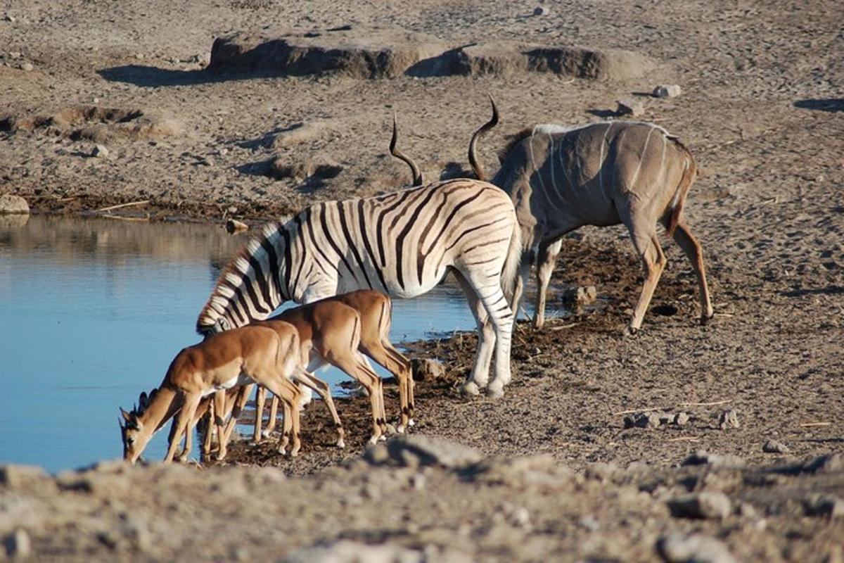 due zebre e due gazzelle che bevono da un abbeveratoio